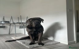 Cane Corso dogs for stud: Big boy chaos🐾 - Image 5