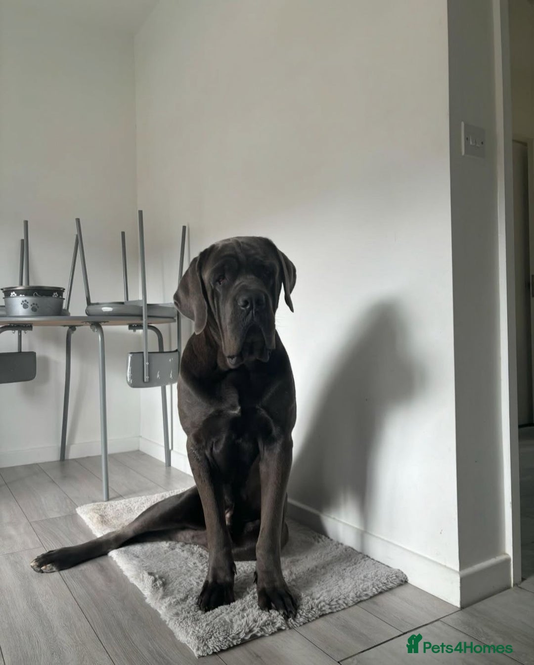 Cane Corso dogs for stud: Big boy chaos🐾 - Image 5