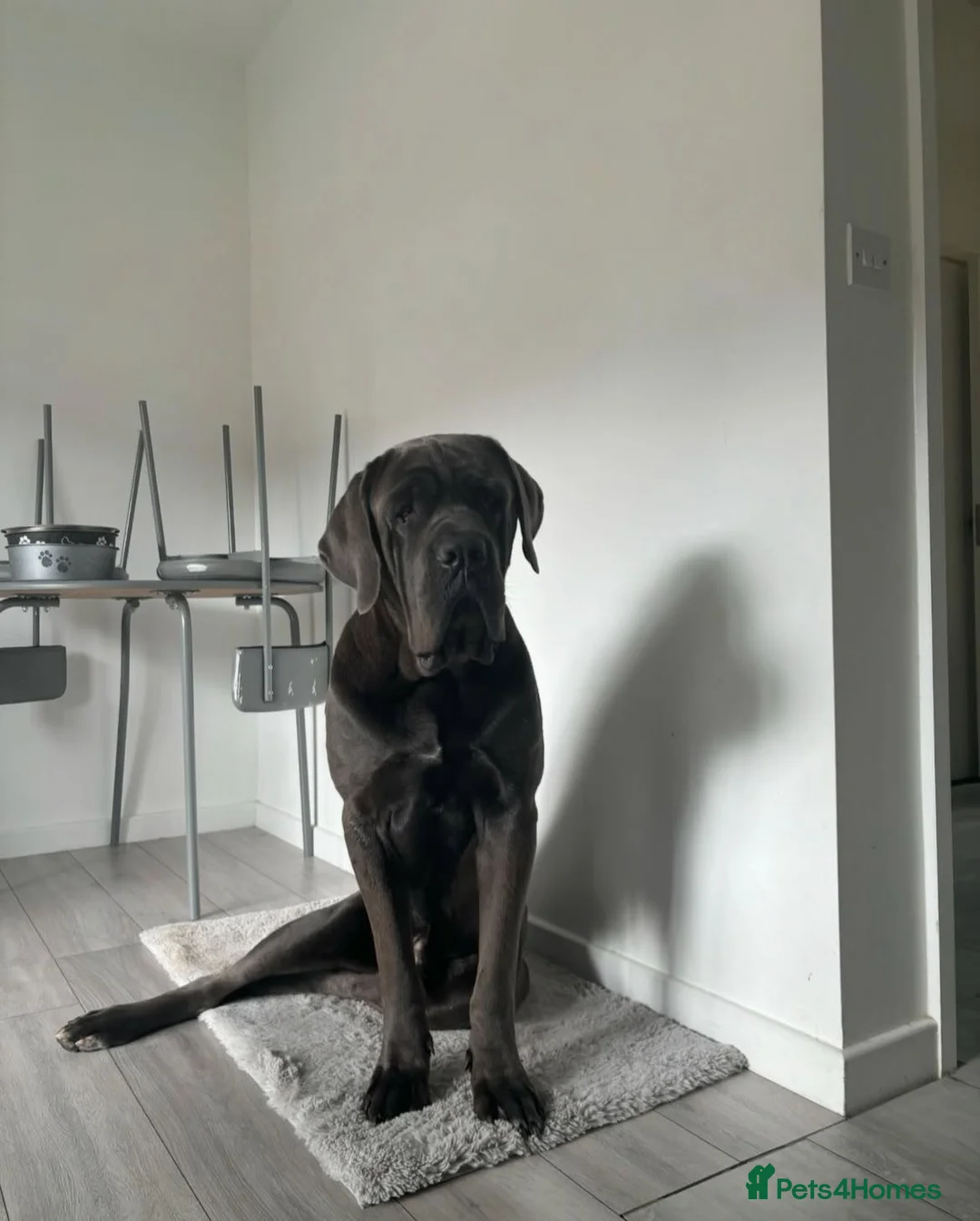 Cane Corso dogs for stud: Big boy chaos🐾 - Advert 2