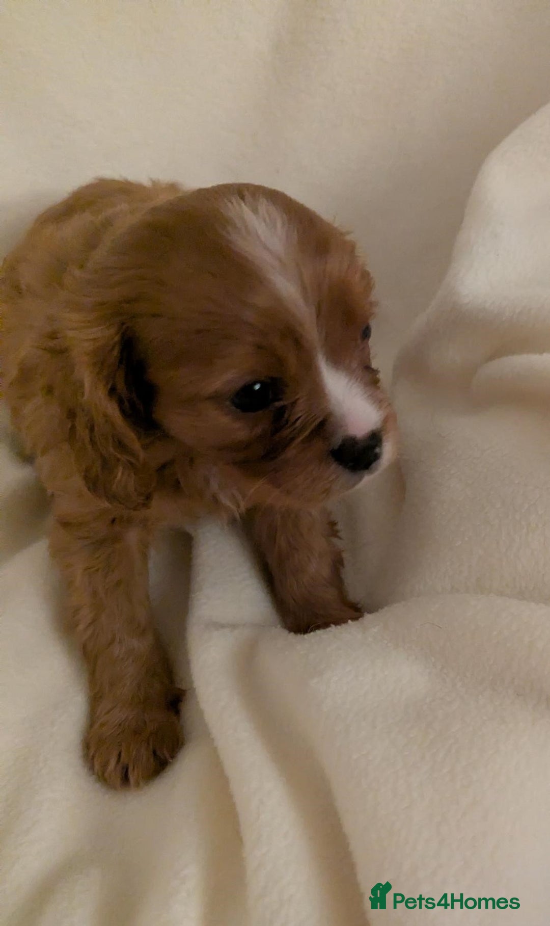 Cavalier King Charles Spaniel dogs for sale: Health Tested Cavalier King Charles Spaniel Puppy - Advert 8