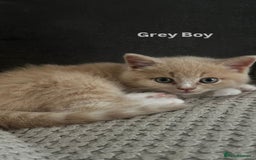 Mixed Breed cats for sale: 3 Cream Mixed Shorthairs - Image 7
