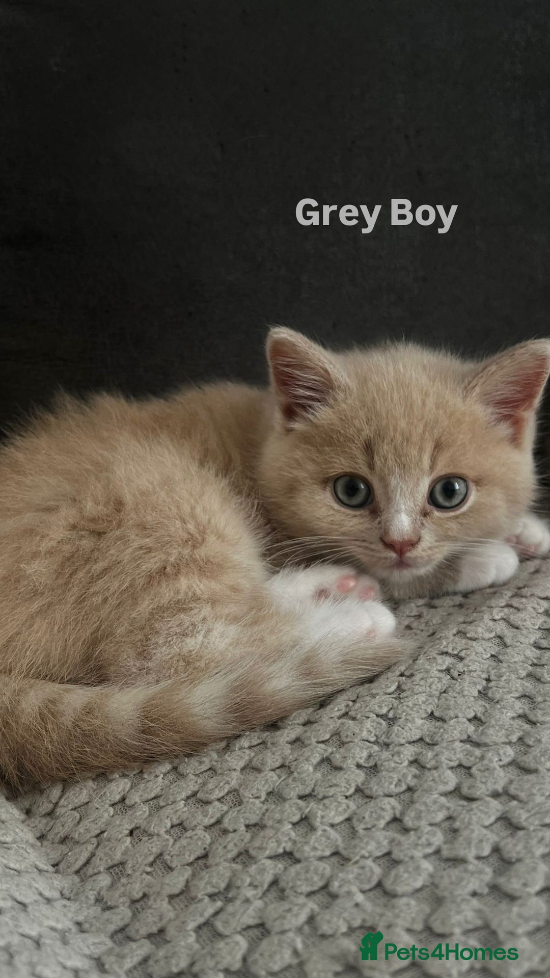 Mixed Breed cats for sale: 3 Cream Mixed Shorthairs - Image 7