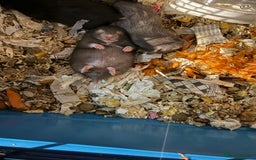 Hamster rodents for sale: Baby hamsters for sale - Image 3