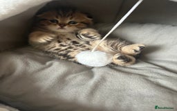 Scottish Fold cats for sale: Pure breed SCOTTISH FOLD - Image 11