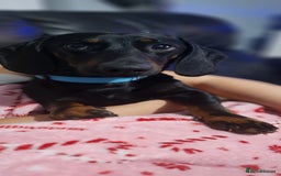 Mixed Breed dogs for sale: Male dacshund  - Image 2