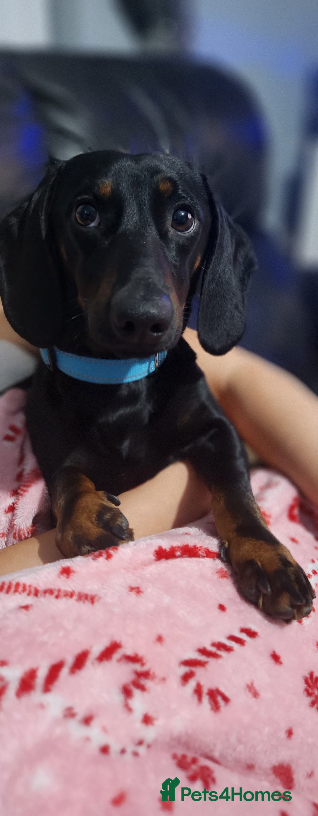 Mixed Breed dogs for sale: Male dacshund  - Image 2