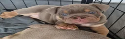 English Bulldog dogs for sale: READY TO LEAVE KC REG BLUE TRI ENGLISH BULLDOGS  - Advert 24