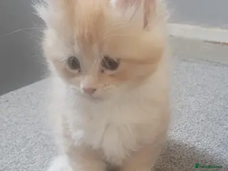 Maine Coon cats Maine Coon pure full pedigree polydactyl - Advert 6