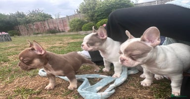 French Bulldog dogs - Advert 5
