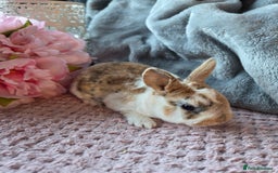 Rex rabbits for sale: 🐰🐰Beautiful baby mini rex 🐰🐰 - Advert 5
