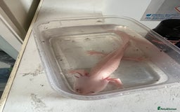 Axolotl reptiles for sale: Baby axolotl for sale - Image 3