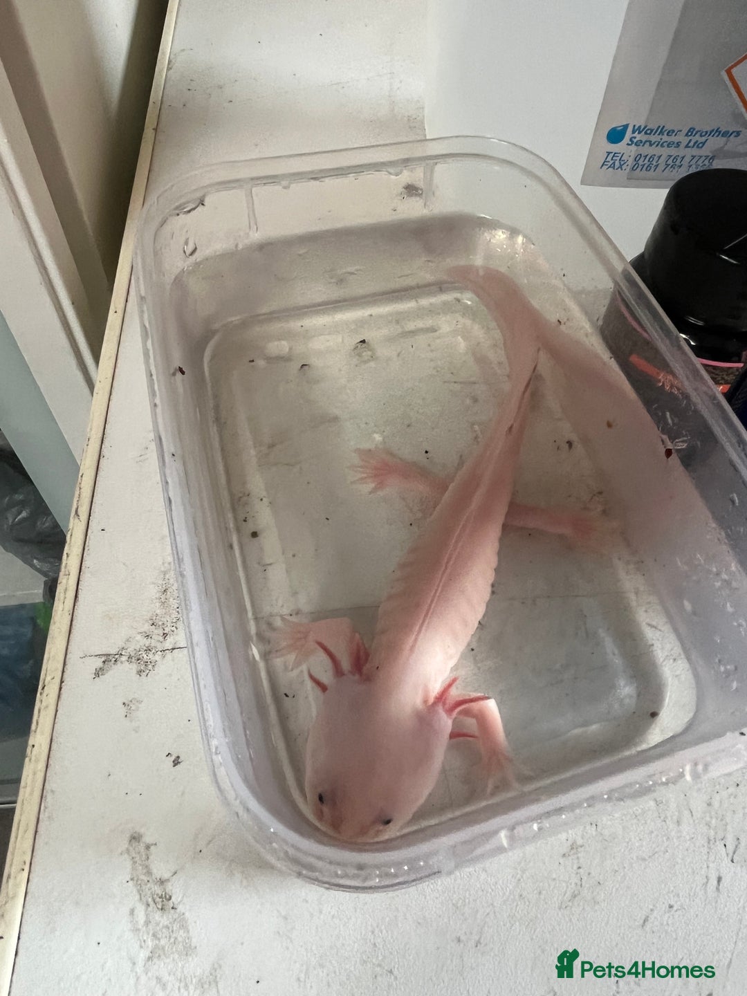 Axolotl reptiles for sale: Baby axolotl for sale - Image 3