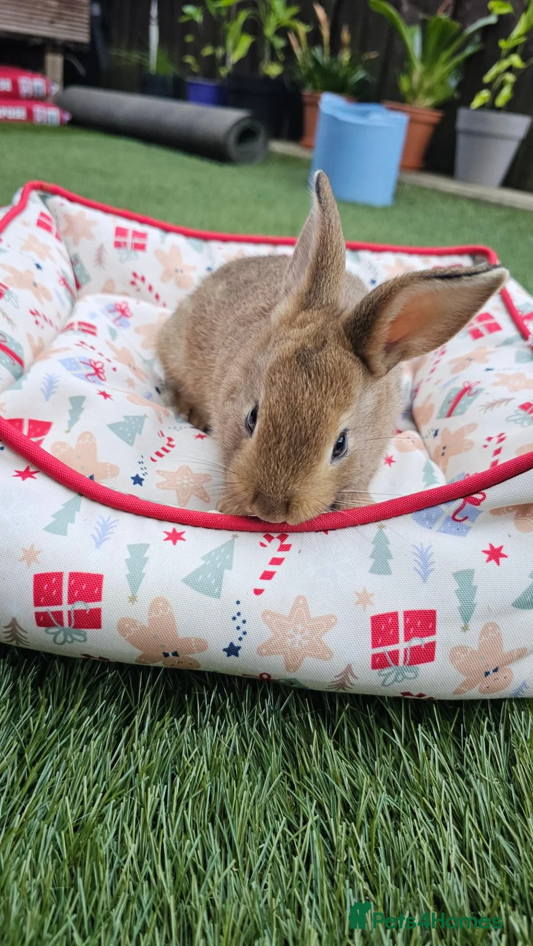 Netherland Dwarf rabbits for sale: Adorable Baby Rabbits for Sale – Beautiful Colours - Advert 17
