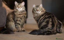 Siberian cats for sale: Exceptional Siberian Kittens - Waiting List Open - Image 13