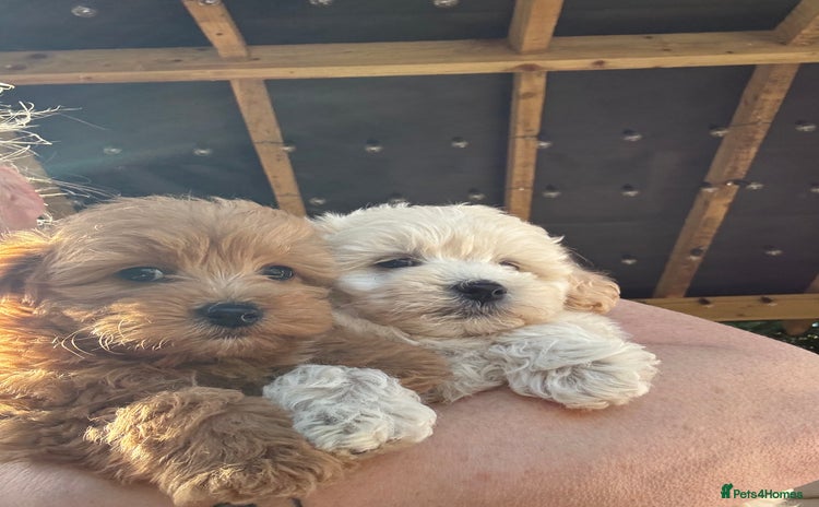 Maltipoo dogs - Advert 12