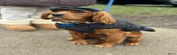 Cavalier King Charles Spaniel dogs for stud: Cavalier King Charles Spaniel for stud  - Advert 5