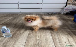 Pomeranian dogs for sale: Champion KC registered Pomeranian  - Image 10