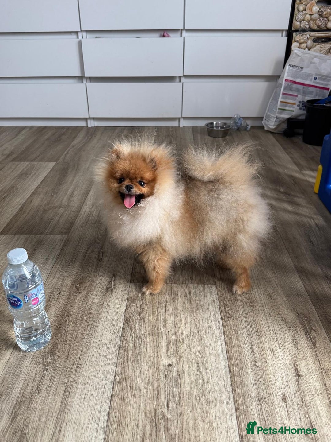 Pomeranian dogs for sale: Champion KC registered Pomeranian  - Image 10