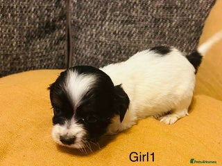 Mixed Breed dogs Adorable doxiepoo puppies last 2 remaining - Advert 11