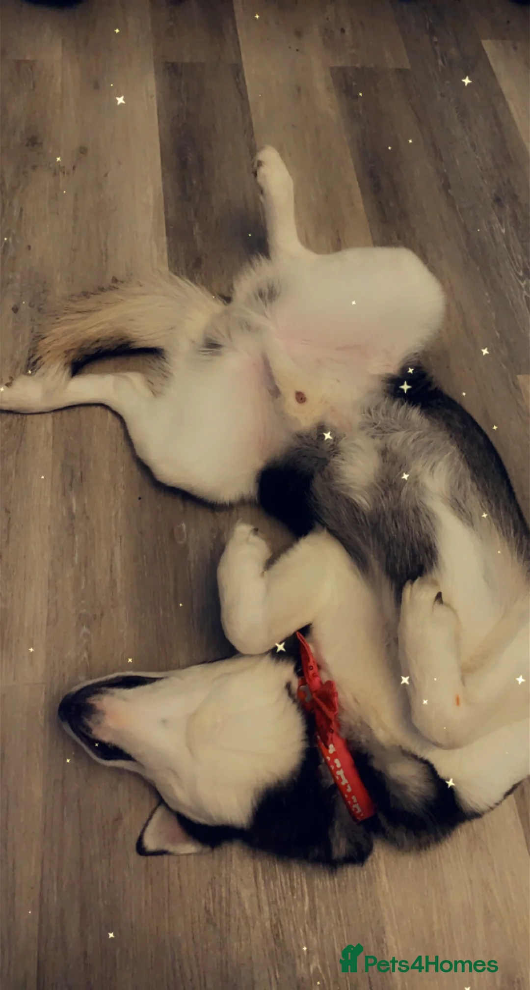 Siberian Husky dogs for stud: 🐺Lucky🐺 in Birmingham - Advert 10