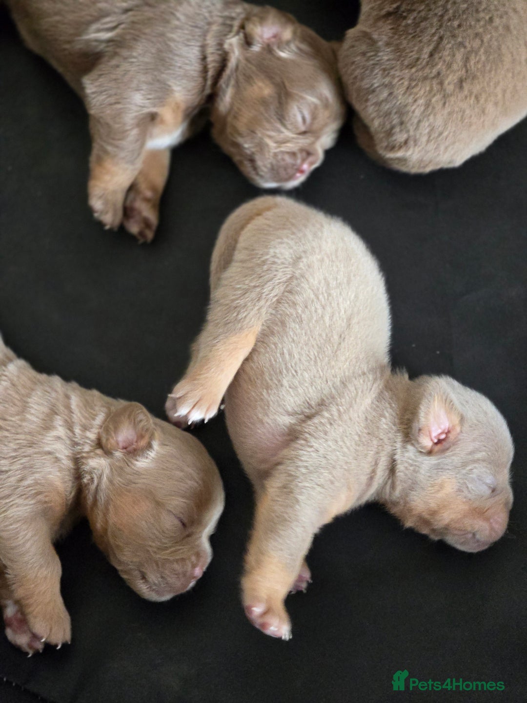 Olde English Bulldogge dogs for sale: Old english bulldoggee mammots - Image 5