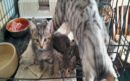 Bengal cats for sale: Bengal cross kittens - Image 4