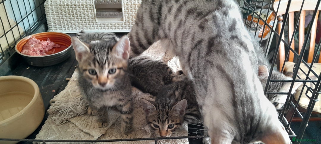 Bengal cats for sale: Bengal cross kittens - Image 4