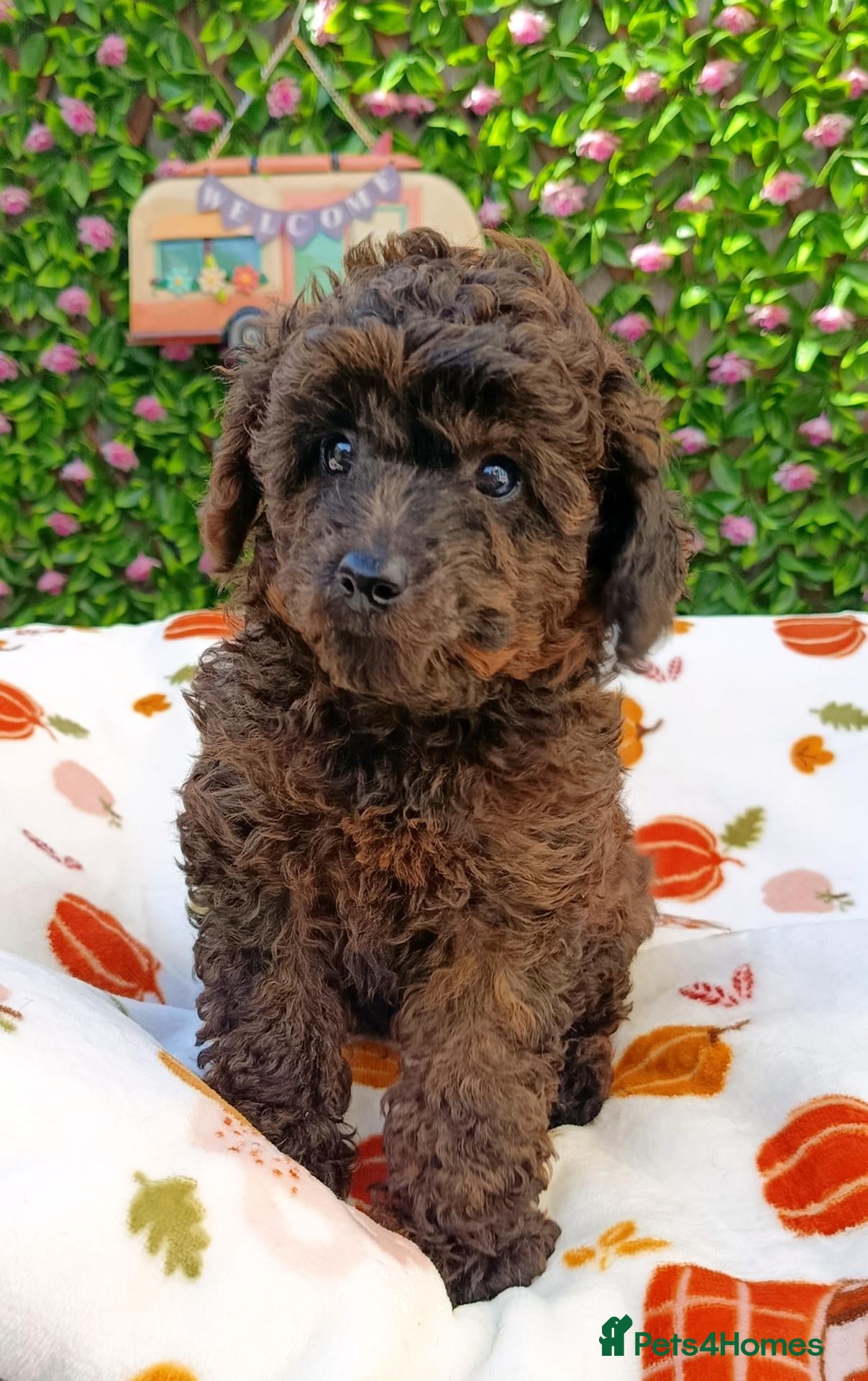 Toy Poodle dogs TOY POODLE FEMALE TIGER BRINDLE VERY SMALL  - Advert 1