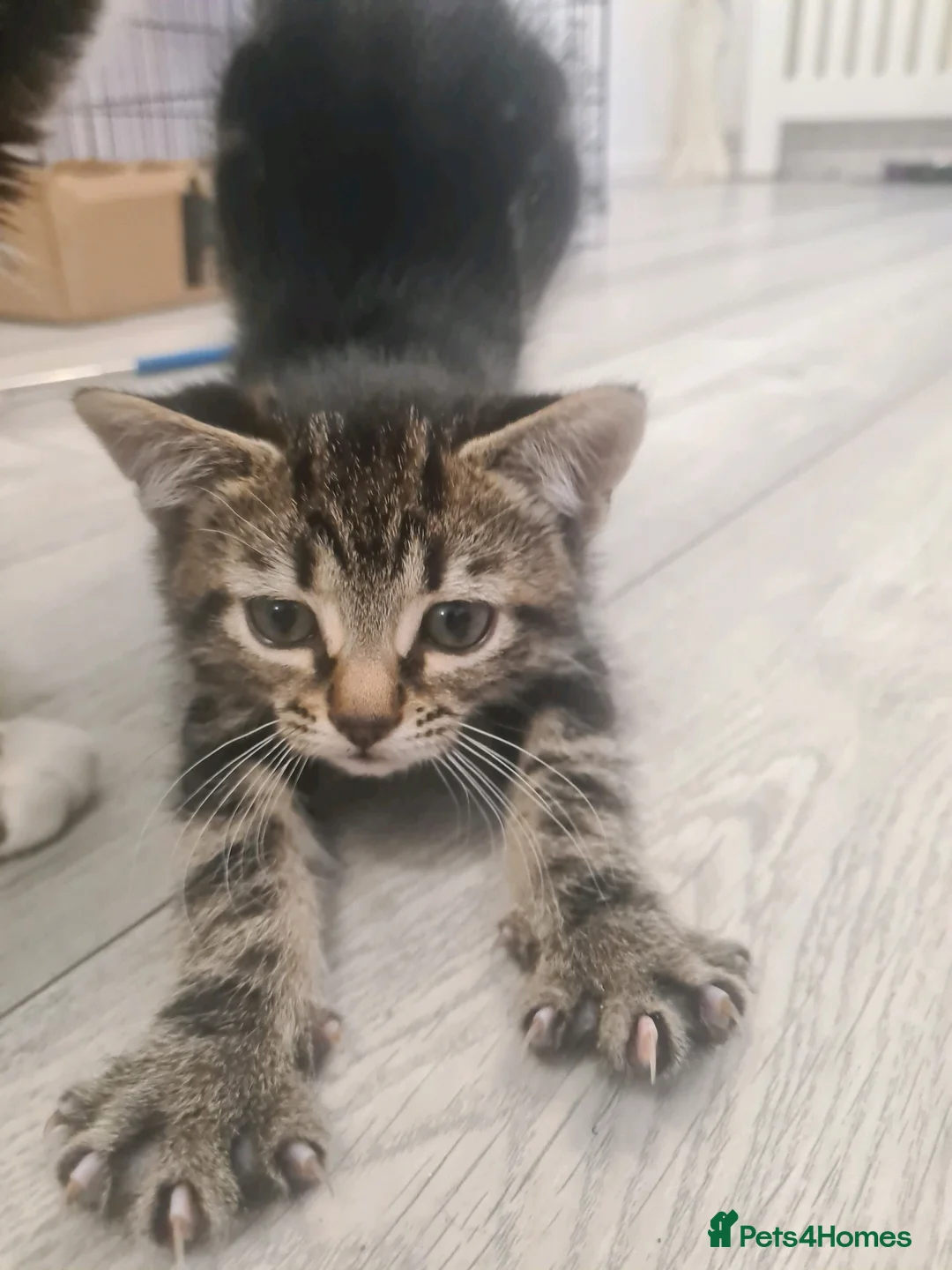 Mixed Breed cats for sale: 3 beautiful kittens  in Liverpool - Advert 4