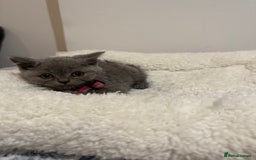 British Longhair cats for sale: Beautiful blues - Image 9