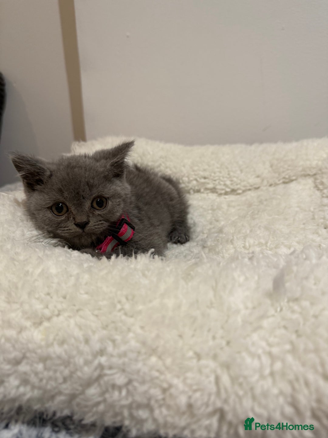 British Longhair cats for sale: Beautiful blues - Image 9
