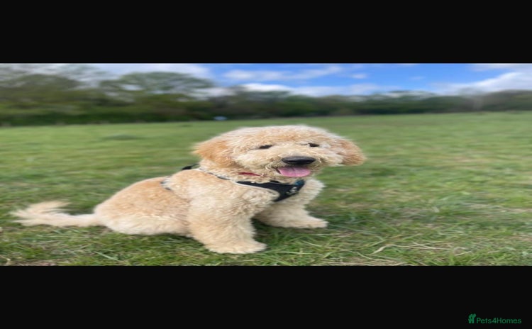 Mixed Breed dogs - Advert 9