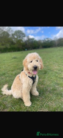 Mixed Breed dogs - Advert 9