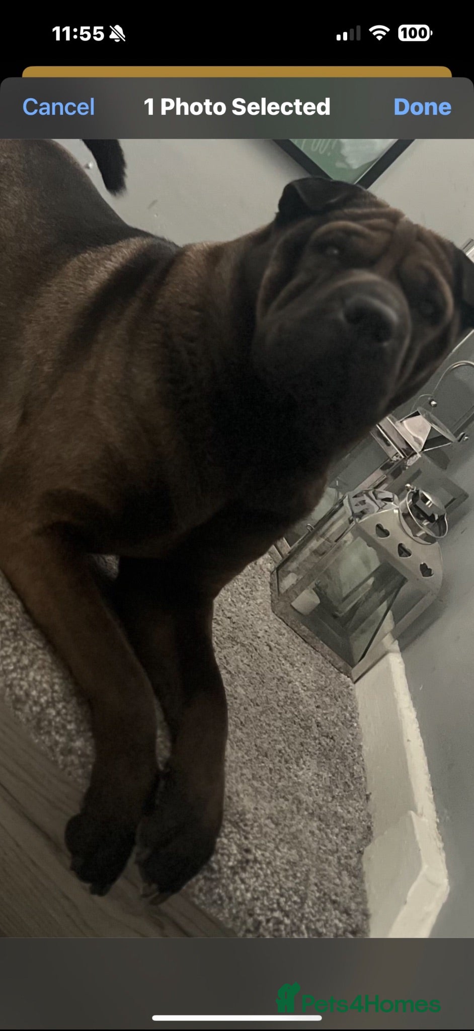 Shar Pei dogs Trixie 7 year old Shar Pei  - Advert 1