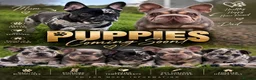 French Bulldog dogs for sale:  Rope /fluffly/merle french bulldogs - Advert 1