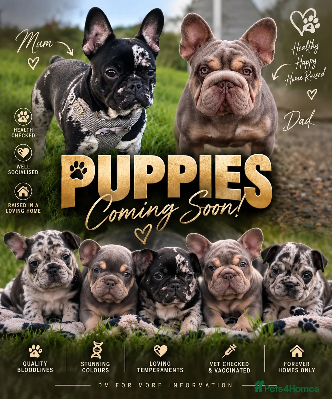 French Bulldog dogs for sale:  Rope /fluffly/merle french bulldogs - Advert 1