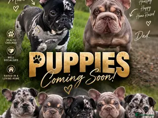 French Bulldog dogs ** /fluffly/merle french bulldogs - Advert 1