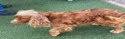 Cockapoo dogs for sale: Cockapoo - Advert 5