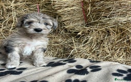 Bordoodle dogs for sale: Beautiful Bordoodle puppies - Image 23