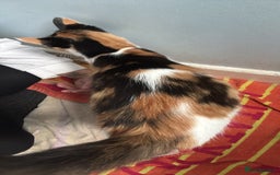 British Longhair cats for sale: mixed litter  - Advert 1