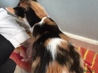 British Longhair cats mixed litter - Advert 1