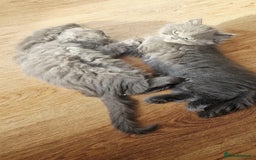 British Longhair cats for sale: Gorgeous Blue British longhair kittens - Image 4