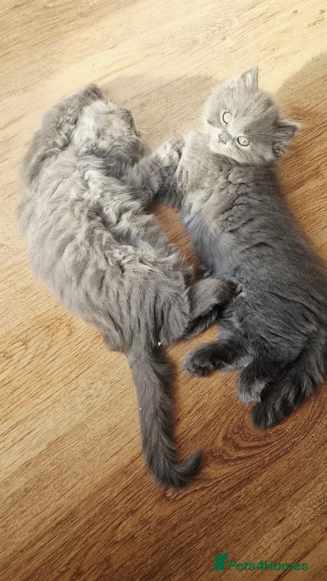 British Longhair cats for sale: Gorgeous Blue British longhair kittens - Image 4