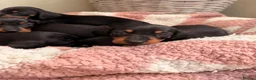 Miniature Dachshund dogs for sale: KC Miniature Smooth Dachshund Puppies - Advert 13