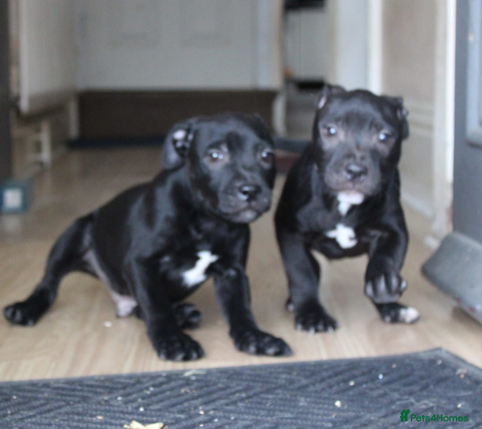 Staffordshire Bull Terrier dogs **KC Reg Champion bloodlines Ready Now"* - Advert 2