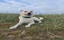 Mixed Breed dogs for adoption: Yellow for adoption - Image 3