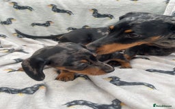 Miniature Dachshund dogs for sale: KC Reg Pedigree Mini Smooth Haired Dachshunds - Image 36