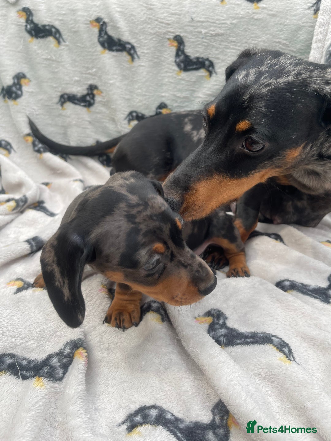 Miniature Dachshund dogs for sale: KC Reg Pedigree Mini Smooth Haired Dachshunds - Image 36