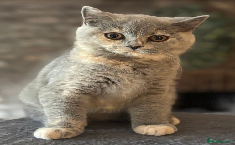 British Shorthair cats in Abergavenny - Advert 13