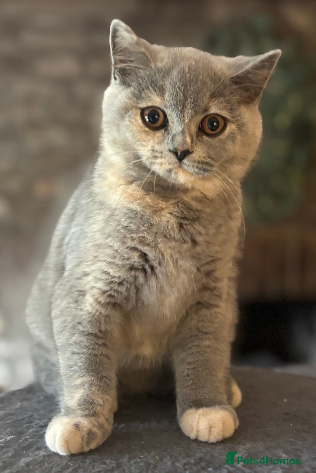 British Shorthair cats for sale: 🌟GCCF Reg’ British Shorthair - Ready now🌟 in Abergavenny - Image 1